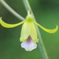 Eulophia epidendraea (J.Koenig ex Retz.) C.E.C.Fisch.